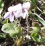 Early dog violet