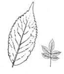 Elder leaf