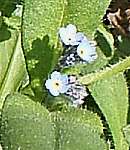 Field forget-me-not