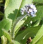 Field forgetmenot