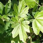 Field maple leaves