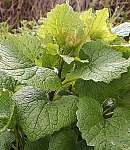 Garlic mustard plant