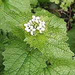 Garlic mustard