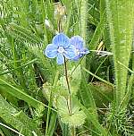 Germander speedwell