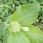 Goat willow leaves