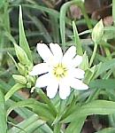 Greater stitchwort