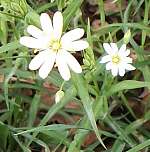 Greater stitchwort