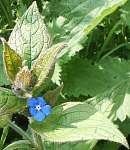 Green alkanet