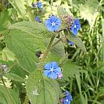 Green alkanet