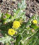 Groundsel