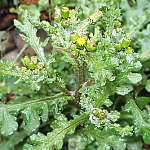 Groundsel