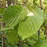 Hazel leaves