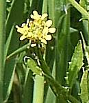 Hedge mustard