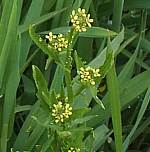 Hedge mustard