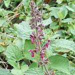 Hedge woundwort