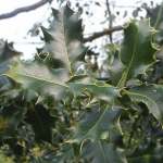 Holly leaves