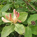 Honeysuckle leaves