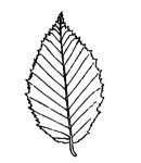 Hornbeam leaf