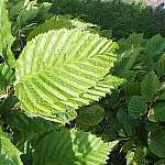 Hornbeam leaves