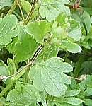 Speedwell flower