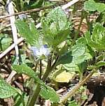 Ivy-leaved speedwell