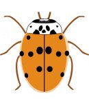 10-spot ladybird