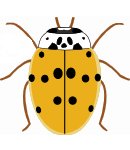 10-spot ladybird orange