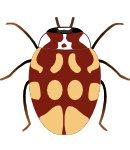 10-spot ladybird brownish