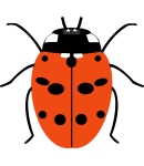 Coccinella undecimpunctata