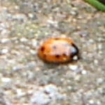 11-spot ladybird