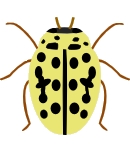 16-spot ladybird