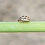 16-spot ladybird