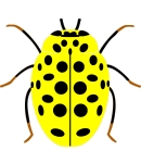 22-spot ladybird