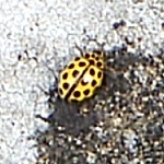 22-spot ladybird