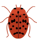 24-spot ladybird