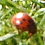 24-spot ladybird