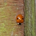 2-spot ladybird