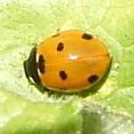 7-spot ladybird