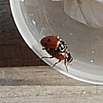 Adonis ladybird