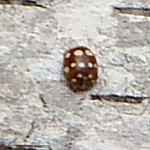 Cream-spot ladybird