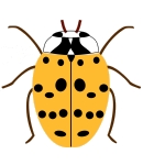 Harmonia axyridis