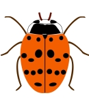 Harlequin ladybird