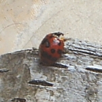 Harlequin ladybird