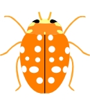 Orange ladybird