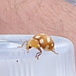 Orange ladybird