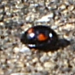 Pine ladybird