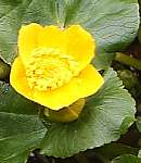 Marsh marigold flower