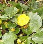 Marsh marigold