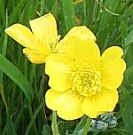 Meadow buttercup