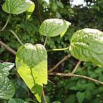 Old man's beard leaves